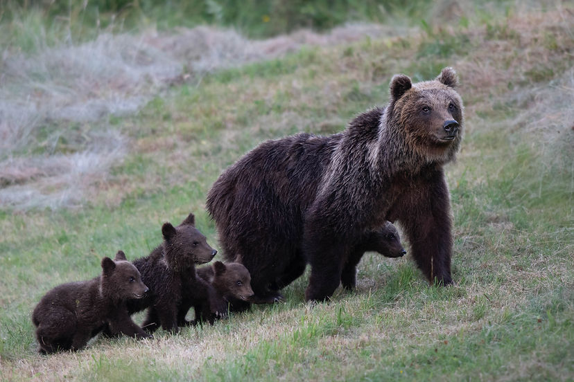 Amarena & 4 cubs_Gianluca Damiani.jpg