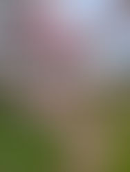 それはいまだに