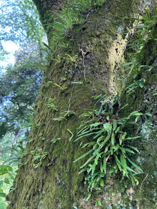 頑張れって言う