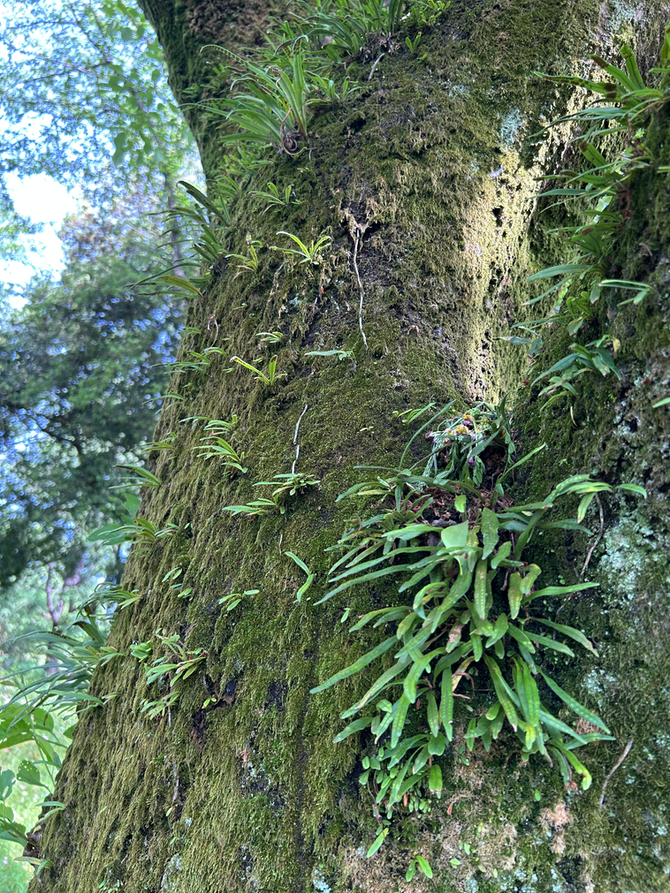 頑張れって言う