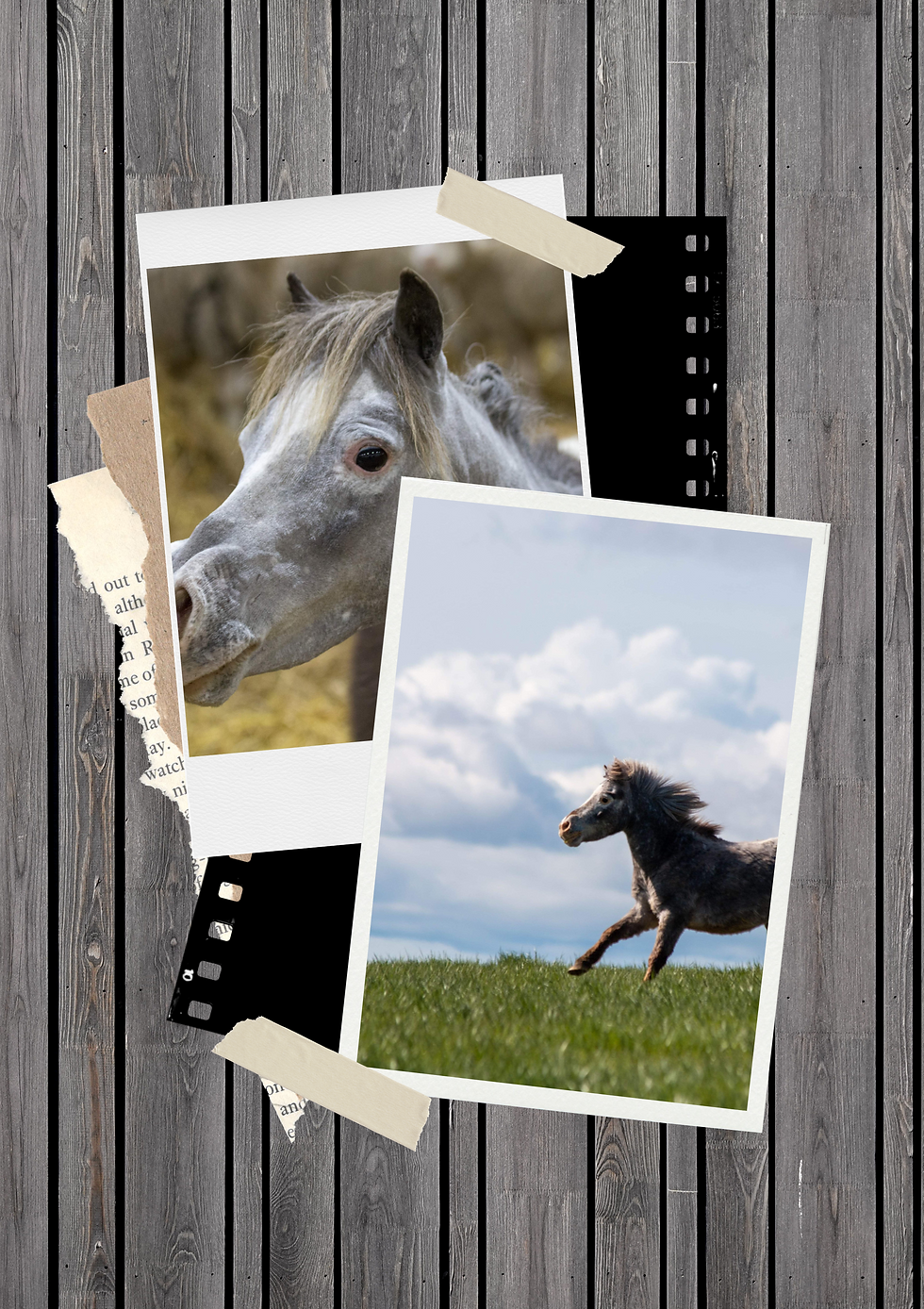 Registered Miniature Horse Stallion