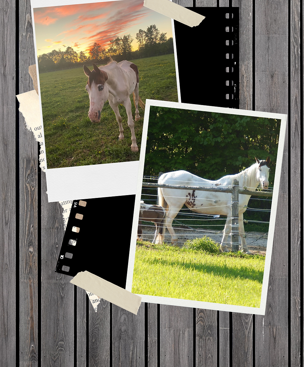 Frankie Blue eyes Paint horse
