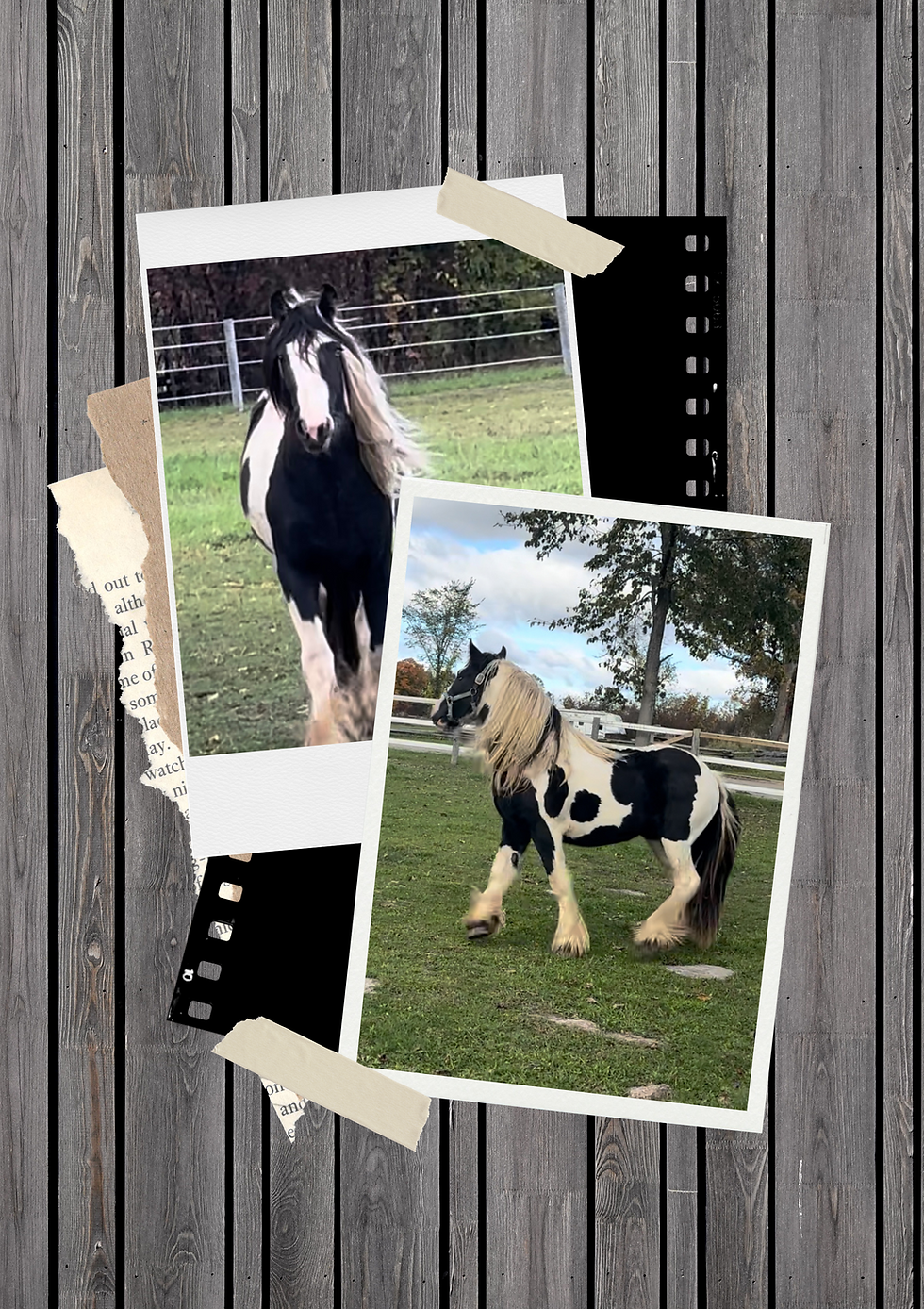 Untitled design.png.PNG