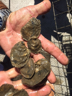 SHELLEY FARMS 2017 IMAGE PROCESS 30.JPG