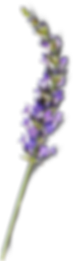 Botanicals Lavendar