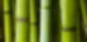 HEADER BAMBOO.jpg