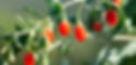 HEADER GOJI BERRY.jpg