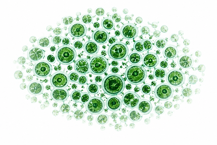 gloeocapsa-magma-hi-res.png
