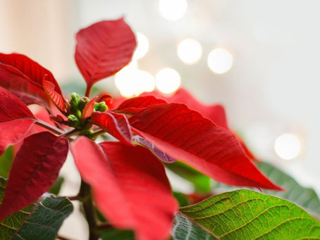 Deck the Halls: Creative Floral Ideas for Holiday Decorating