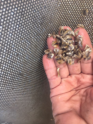 SHELLEY FARMS 2017 IMAGE PROCESS 09.JPG