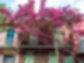 NEW ORLEANS FOLIAGE.jpg