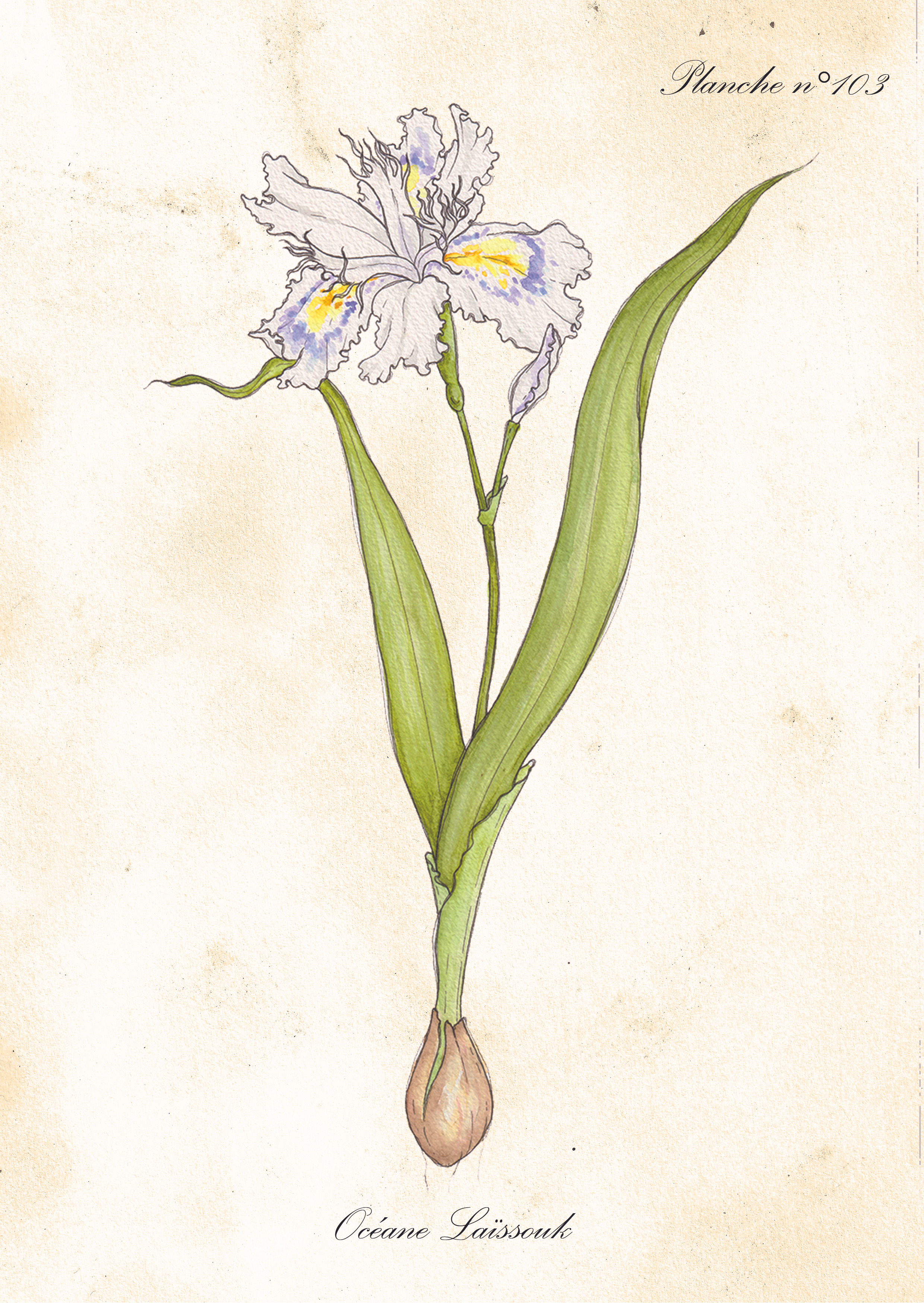 Carte postale - Iris japonica