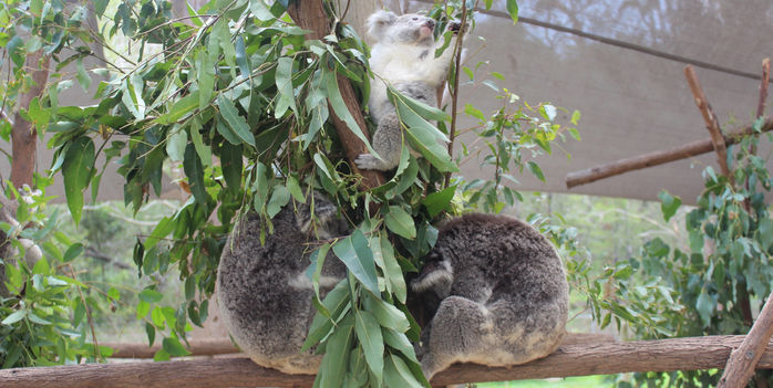 Currumbin Wildlife Sanctuary vs Paradise Country