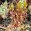 Thumbnail: Coast Dudleya - Dudleya caespitosa