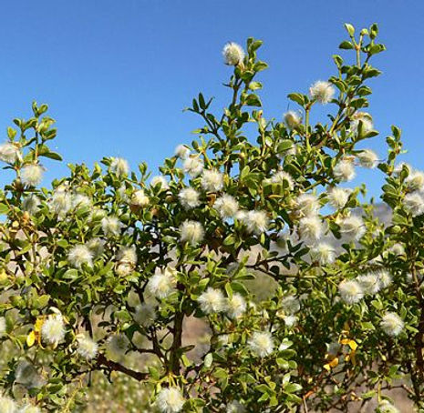 Thumbnail: Creosote Bush - Larrea tridentata