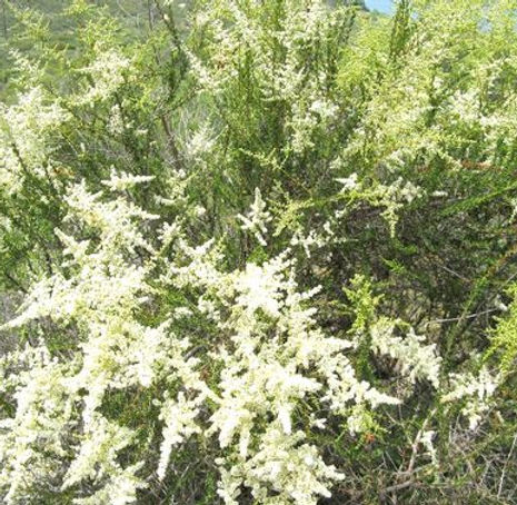 Thumbnail: Chamise - Adenostoma fasciculatum