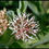 Thumbnail: Showy Milkweed - Asclepias speciosa