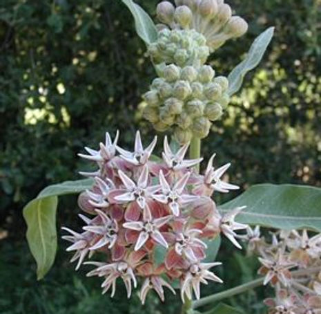Thumbnail: Showy Milkweed - Asclepias speciosa