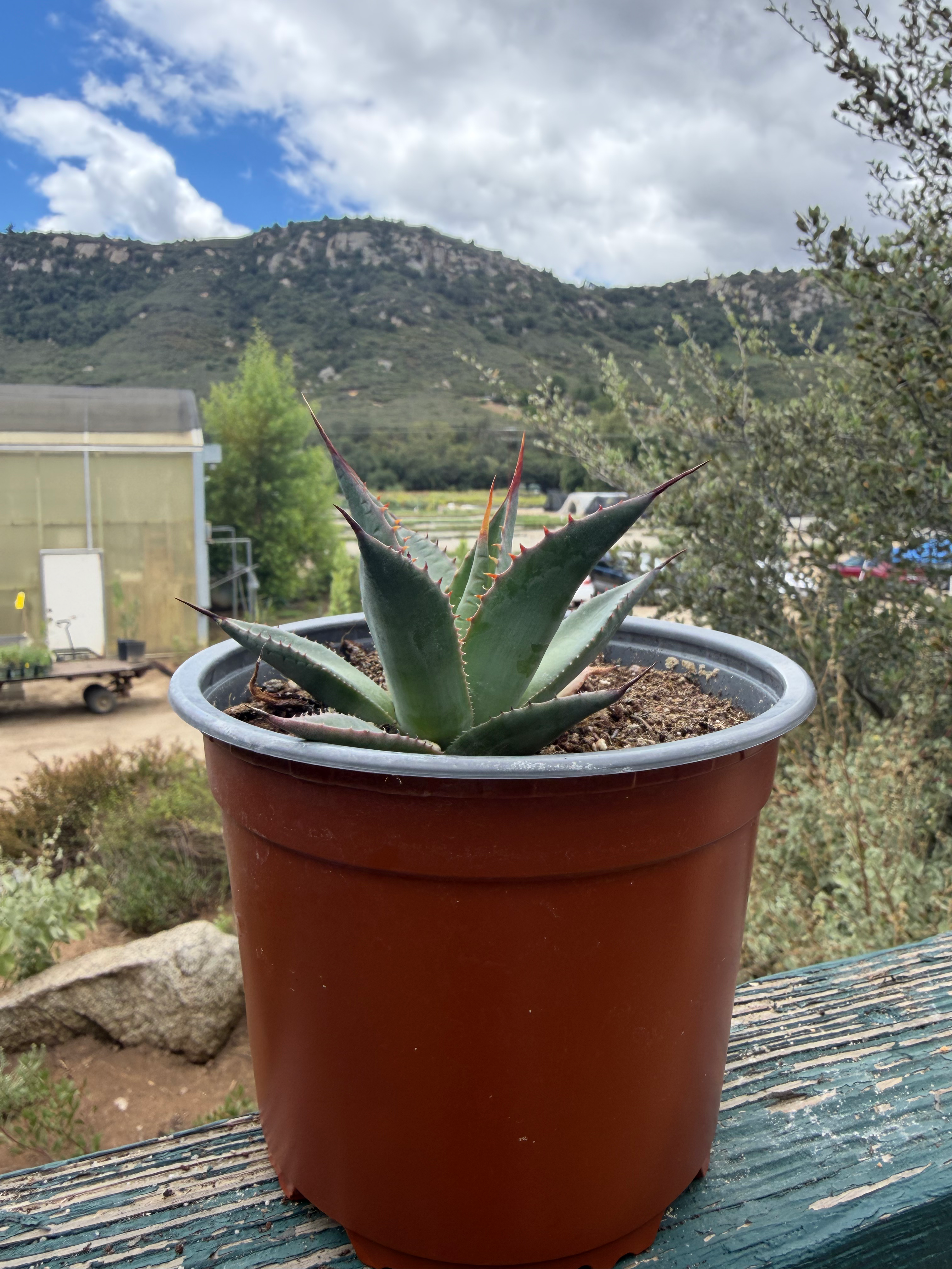 Shaw's Agave (Agave shawii)