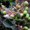 Thumbnail: Otay Manzanita - Arctostaphylos otayensis
