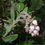 Thumbnail: Low growing Del Mar manzanita - Arctostaphylos glandulosa ssp crassifolia lowgro
