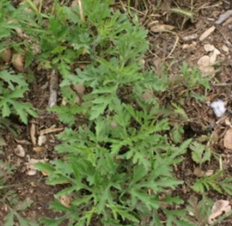 Thumbnail: Western Ragweed - Ambrosia psilostachya