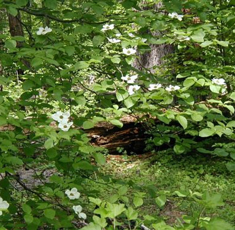 Thumbnail: Mountain Dogwood - Cornus nuttallii