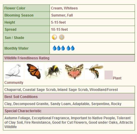 Thumbnail: Creambush, Ocean Spray - Holodiscus discolor