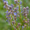 Thumbnail: Remote Blue Lilac - Ceanothus 'Remote Blue'