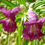 Thumbnail: Desert Willow - Chilopsis linearis