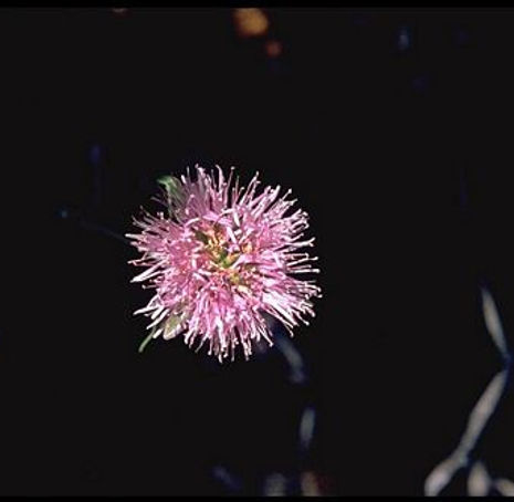 Thumbnail: Coyote Mint - Monardella villosa
