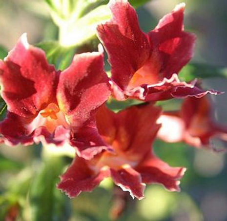 Thumbnail: Southern Bush Monkeyflower - Mimulus aurantiacus longiflorus