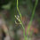 Thumbnail: Mexican Rush - Juncus mexicanus