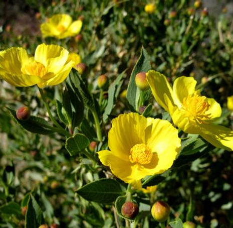 Thumbnail: Bush Poppy - Dendromecon rigida