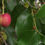 Thumbnail: Catalina Cherry - Prunus ilicifolia ssp. lyonii