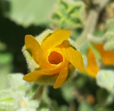Thumbnail: Palmer's Indian Mallow - Abutilon palmeri