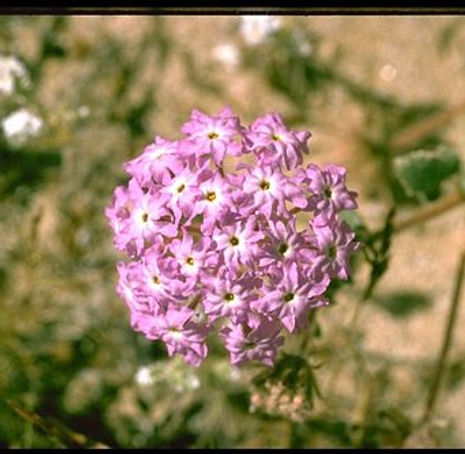 Thumbnail: Desert Sand Verbena - Abronia villosa