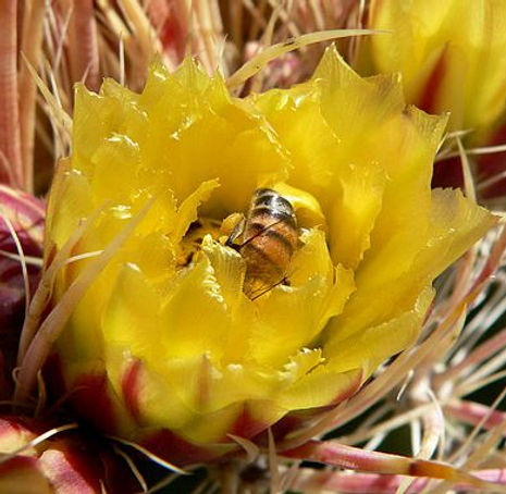 Thumbnail: California Barrel Cactus - Ferocactus cylindraceus