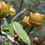 Thumbnail: Big Pod Ceanothus - Ceanothus megacarpus