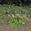 Thumbnail: White Lights Beach Aster - Erigeron glaucus 'White Lights'