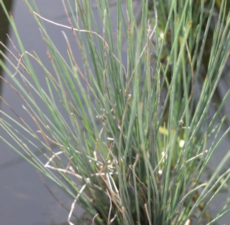 Thumbnail: Common Rush, Spreading Rush  - Juncus patens