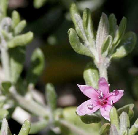 Thumbnail: Alkali Health - Frankenia salina