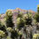 Thumbnail: Joshua Tree - Yucca brevifolia