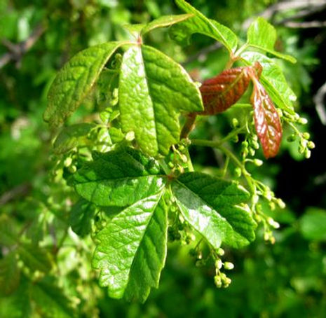 Thumbnail: Poison Oak - Toxicodendron diversilobum
