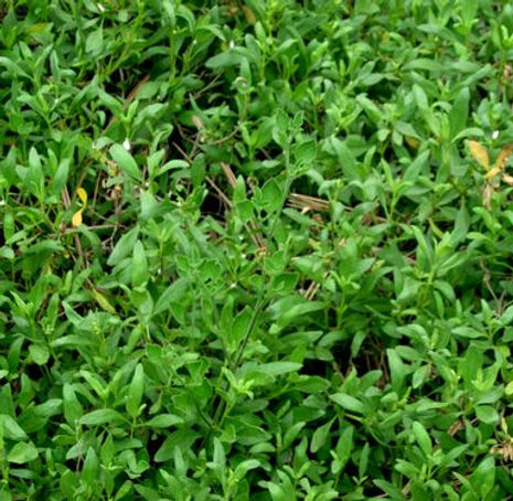 Thumbnail: San Diego Marsh Elder - Iva hayesiana