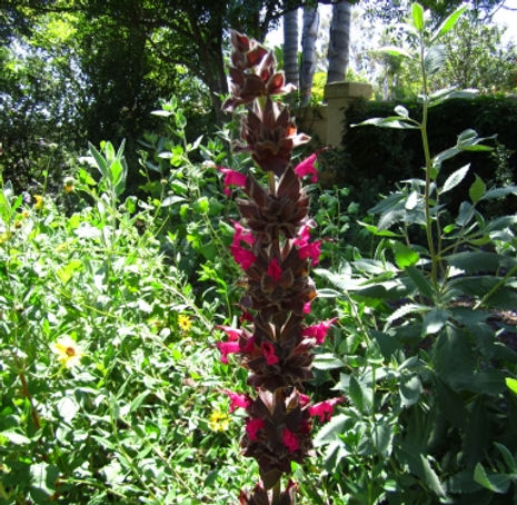 Thumbnail: Hummingbird Sage - Salvia spathacea