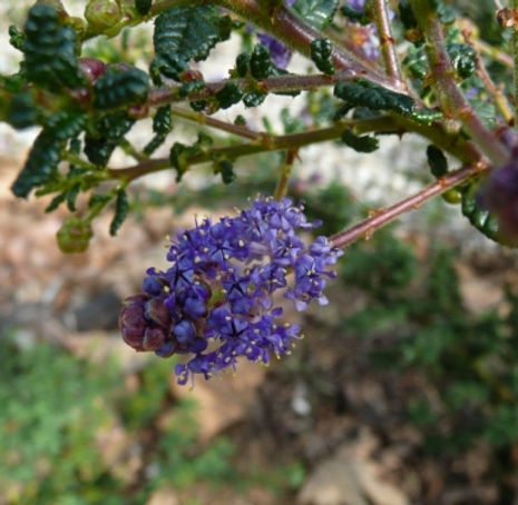 Dark Star Lilac - Ceanothus 'Dark Star'