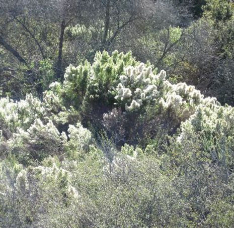 Thumbnail: Coyote Brush - Baccharis pilularis