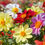 Miniature : Dahlia nain