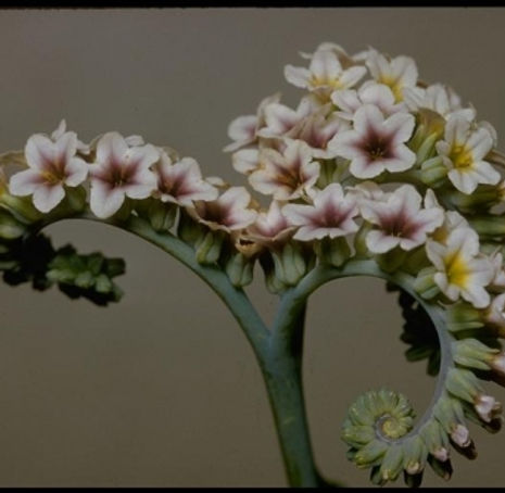 Thumbnail: Salt Heliotrope - Heliotropium curassavicum